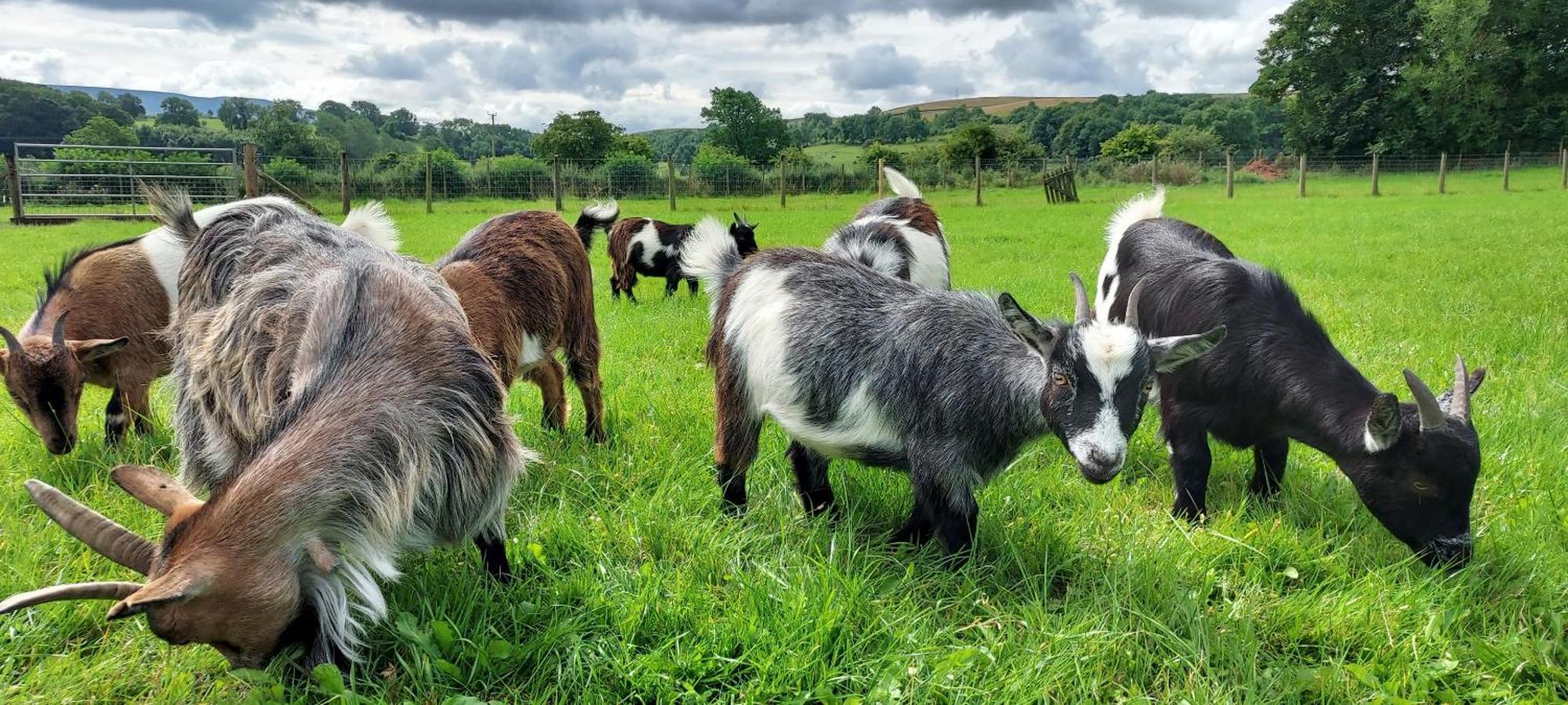 Sandwath Farm By Wigwam Holidays Kirkby Stephen Buitenkant foto